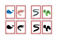 Ocean Shadow Flashcards