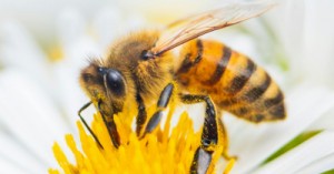 5 Bee -Themed Rhyming Action Songs