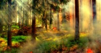 Bushfire Recovery: Free Wellbeing Resources For Childcare Services