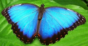 Aussie Butterfly Project - For Children To Learn About Butterflies