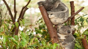 Australian Wildlife Activities: Photo Ideas