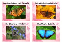 Butterfly Posters