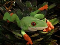Transport the Frog