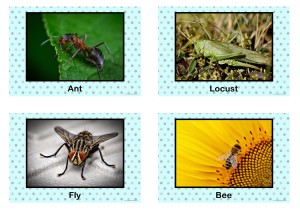 Insects and Bugs Posters