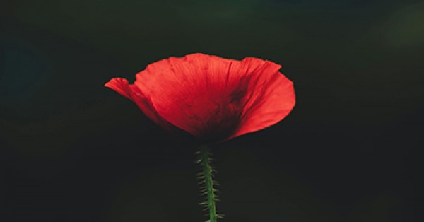 Commemorating Remembrance Day with Young Children