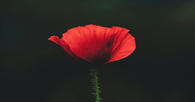 Commemorating Remembrance Day with Young Children