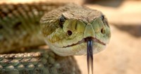 What To Do If You See A Snake In Your Early Childhood Service