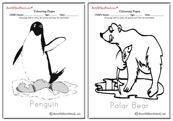 Polar Animals Colouring Pages
