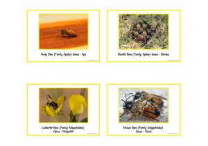 Types Of Bees Posters