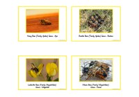Types Of Bees Posters