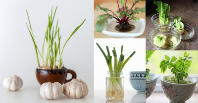 Growing Vegetables Indoors In Water