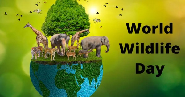 World Wildlife Day: Be the change wild animals need