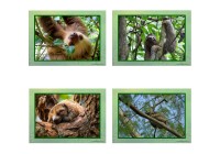 Sloth Posters