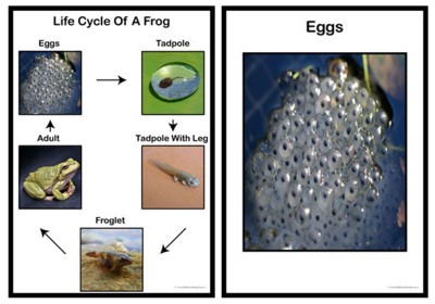 Life Cycle Of A Frog Posters