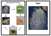 Life Cycle Of A Frog Posters