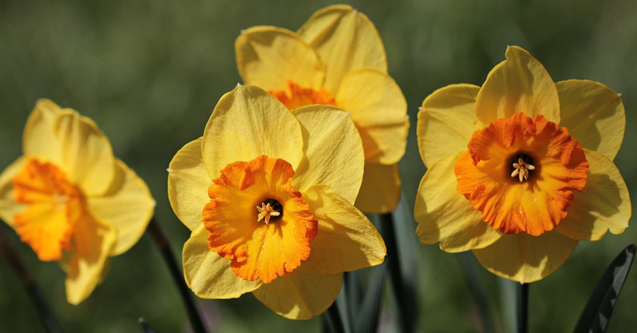 Daffodil Day On The 28th August