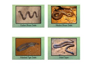 Australian Snake Posters