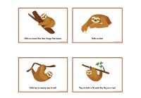 Sloth Information Posters