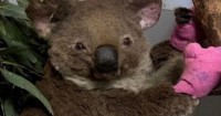 Services Donate Your Expired First Aid Supplies To Hurt Animals From Bushfires