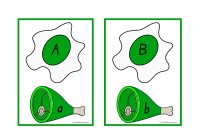 Green Eggs And Ham Alphabet Match