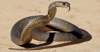 Snake Bite At Queensland Childcare Centre Becomes Fatal For Local Man