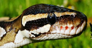 Native Australian Snake Theme Activities For Toddlers and Preschoolers