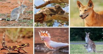 Teaching Children About Native Australian Animals