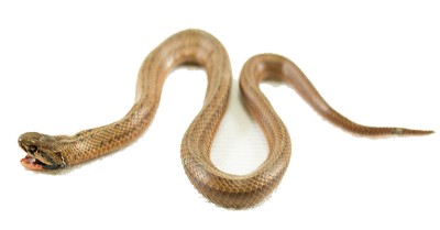 Toddler Allegedly Bitten By A Snake In A QLD Early Childhood Service