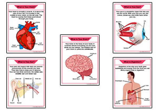 Body Organ Information Posters