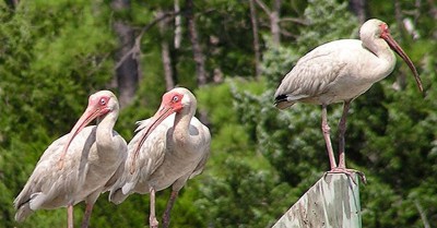 Sydney Early Childhood Service Infested With Ibis