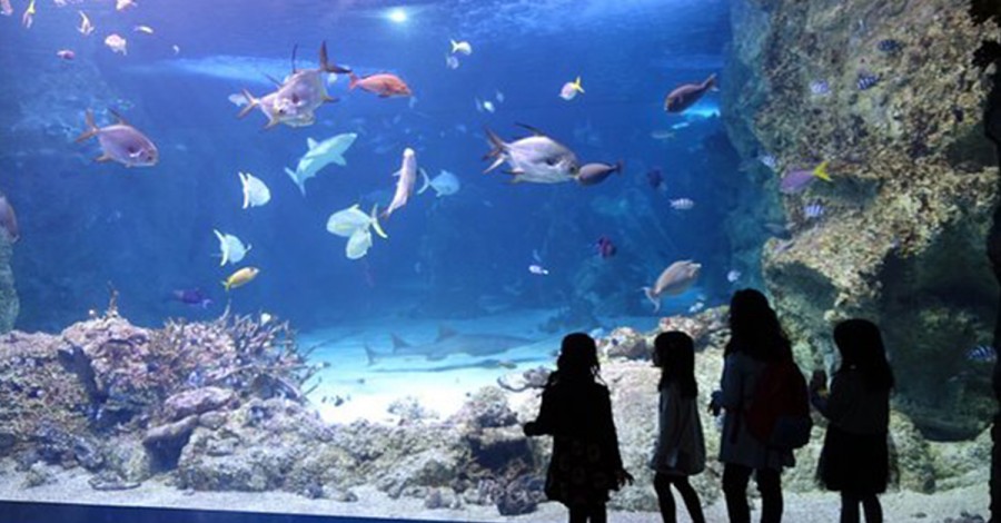 Plan Your Next Excursion To Day and Night On The Reef at Sydney Aquarium